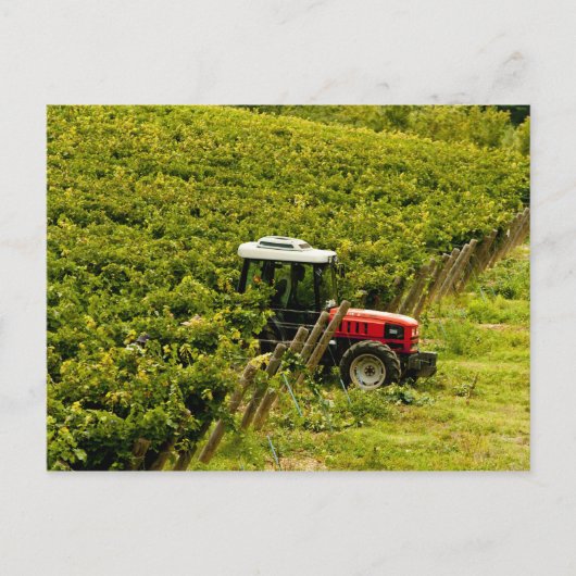 イタリア、トスカーナ、グレブ。~の間に職場でピクニックをする人 ポストカード (正面)