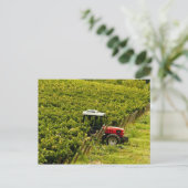 イタリア、トスカーナ、グレブ。~の間に職場でピクニックをする人 ポストカード (スタンド正面)