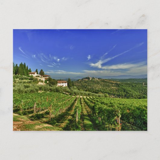 イタリア、トスカーナ、グレブ。カステロのブドウ畑 ポストカード (正面)