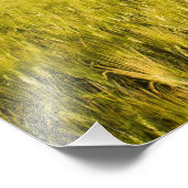 イタリア，トスカーナ，トスカーナサイプレスのグループ化2 フォトプリント            (角)