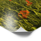 イタリア，トスカーナ，トスカーナヴィラと春 フォトプリント            (角)