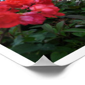 イタリア,トスカーナ,フィレンツェ ポスター (角)