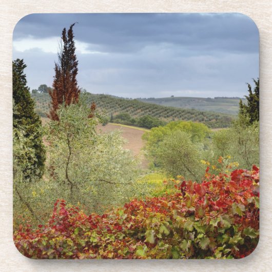 イタリア、トスカーナ、モンタルチーノの近くにあるブドウ園 コースター (正面)