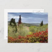 イタリア、トスカーナ、モンタルチーノの近くにあるブドウ園 ポストカード (正面/裏面)