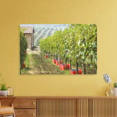 イタリア、トスカーナ、モンタルチーノ。収穫されたビン キャンバスプリント (インサイチュ (リビング))