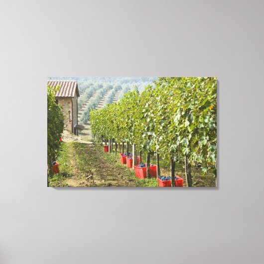 イタリア、トスカーナ、モンタルチーノ。収穫されたビン キャンバスプリント (正面)