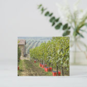 イタリア、トスカーナ、モンタルチーノ。収穫されたビン ポストカード (スタンド正面)