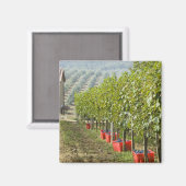 イタリア、トスカーナ、モンタルチーノ。収穫されたビン マグネット (正面/裏面)