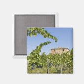 イタリア、トスカーナ、モンテプルチアーノ。ワイン葡萄の準備 マグネット (正面/裏面)