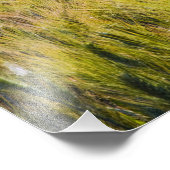 イタリア，トスカーナ，ローンポピー春小麦 フォトプリント            (角)