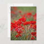 イタリア，トスカーナ，夏のケシの塊 ポストカード (正面/裏面)
