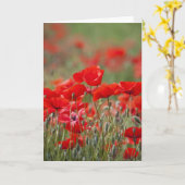 イタリア、トスカーナ、夏のポピーの集まり カード (黄色い花)
