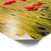 イタリア、トスカーナ、春小麦畑のポピー。 フォトプリント            (角)