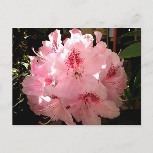 イタリア，ピエンツァ ポストカード (正面)