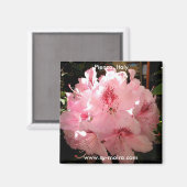 イタリア，ピエンツァ マグネット (正面/裏面)