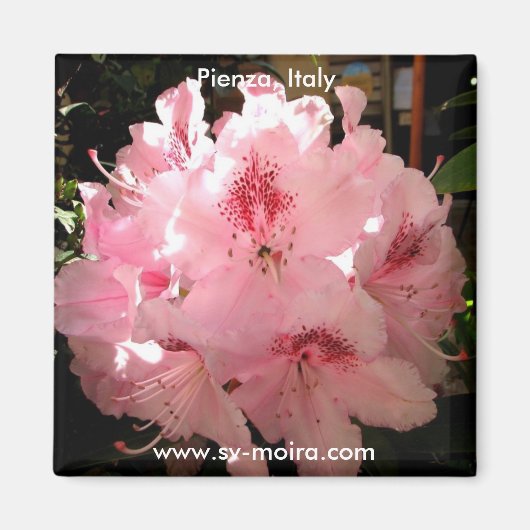 イタリア，ピエンツァ マグネット (正面)