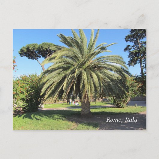 イタリア ローマのヤシの木 ポストカード (正面)
