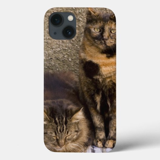 イタリア、Cinque Terre、Vernazza。 側3匹の猫 Case-Mate iPhoneケース (裏面)
