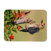 イダルゴ郡、テキサス州。黄金の葉を持つキツネザル マグネット (横)