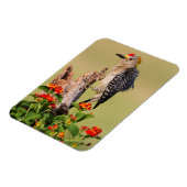 イダルゴ郡、テキサス州。黄金の葉を持つキツネザル マグネット (左側)