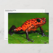 イチゴの毒矢のカエル ポストカード (正面/裏面)
