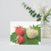 イチゴユニーク ポストカード (スタンド正面)