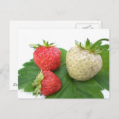イチゴユニーク ポストカード (正面/裏面)