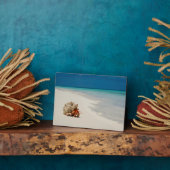 イチゴ・ハーミット・カニ |コエノビタ・ペラツス フォトプラーク (側面)