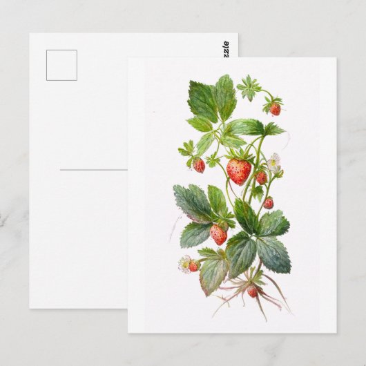 イチゴ ポストカード (正面/裏面)