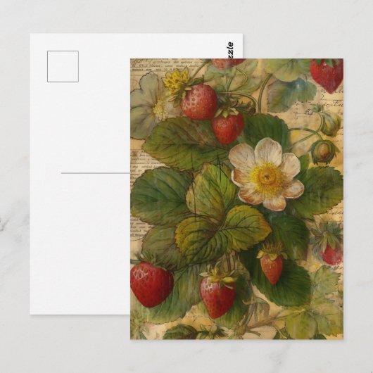 イチゴ ポストカード (正面/裏面)