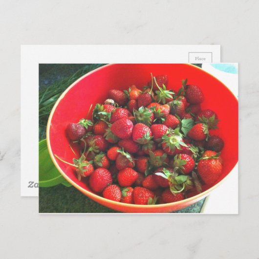 イチゴ ポストカード (正面/裏面)