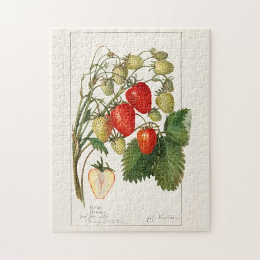 イチゴ(Fragaria)果実水の色絵画の数 ジグソーパズル (縦)