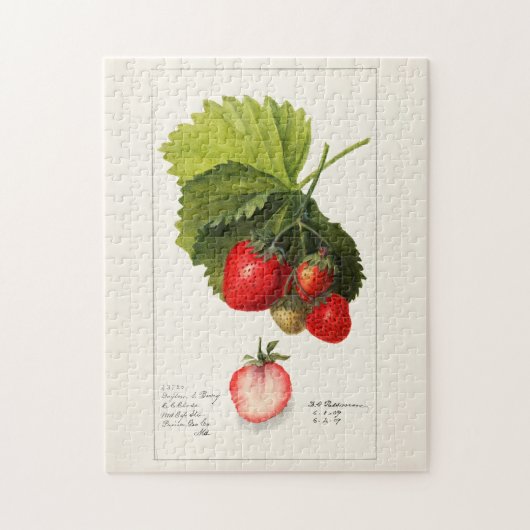 イチゴ(Fragaria)果実水の色絵画の数 ジグソーパズル (縦)