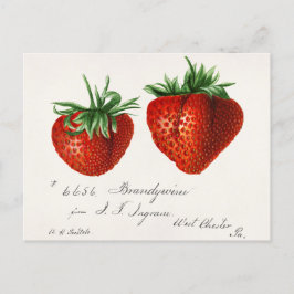 イチゴ(Fragaria)果実水の色絵画の数 ポストカード