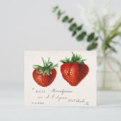 イチゴ(Fragaria)果実水の色絵画の数 ポストカード (スタンド正面)