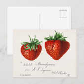 イチゴ(Fragaria)果実水の色絵画の数 ポストカード (正面/裏面)