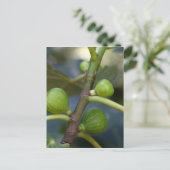 イチジクの一般的な木の緑の果実 ポストカード (スタンド正面)