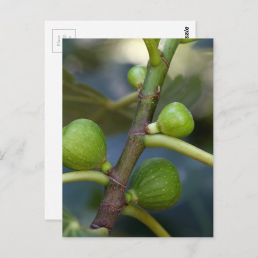 イチジクの一般的な木の緑の果実 ポストカード (正面/裏面)