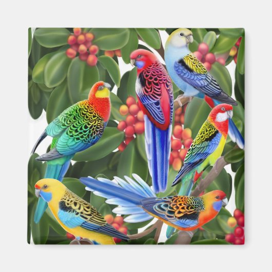 イチジクの木の磁石のRosella Parrots マグネット (正面)