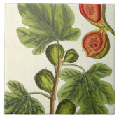 イチジクの木は、「好奇心が強い草」からの125を、pめっきします タイル (正面)