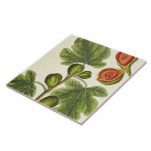 イチジクの木は、「好奇心が強い草」からの125を、pめっきします タイル (側面)