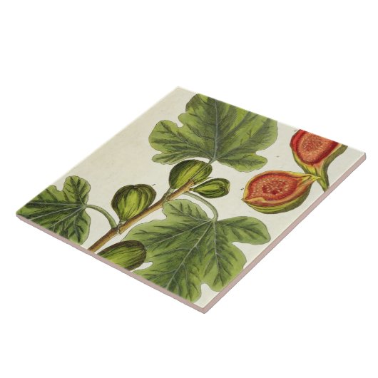 イチジクの木は、「好奇心が強い草」からの125を、pめっきします タイル (側面)