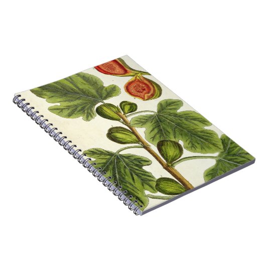 イチジクの木は、「好奇心が強い草」からの125を、pめっきします ノートブック (右側)