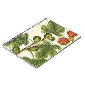 イチジクの木は、「好奇心が強い草」からの125を、pめっきします ノートブック (左側)