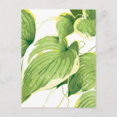 イチジク植物2 シーズンポストカード (正面)