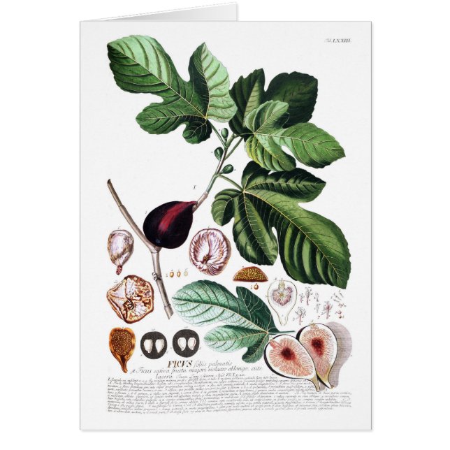 イチジク (正面)