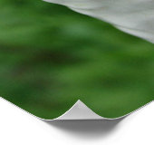 イチジク ポスター (角)