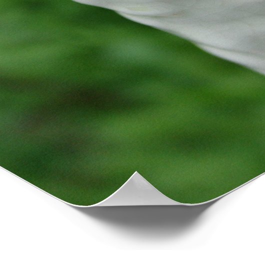 イチジク ポスター (角)