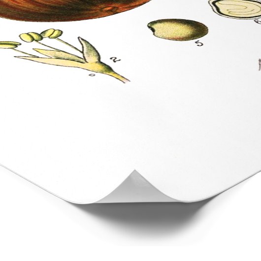 イチジク（図） ポスター (角)