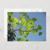 イチョウの葉のポストカード ポストカード (正面/裏面)